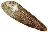 Fossil Spinosaurus Tooth - Real Dinosaur Tooth #299133-1